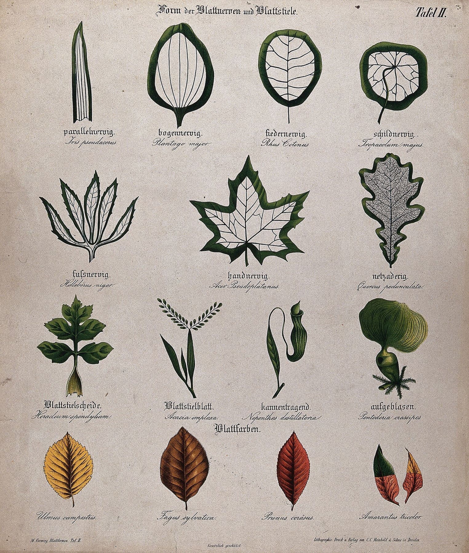 Fifteen plant leaves with different types of venation