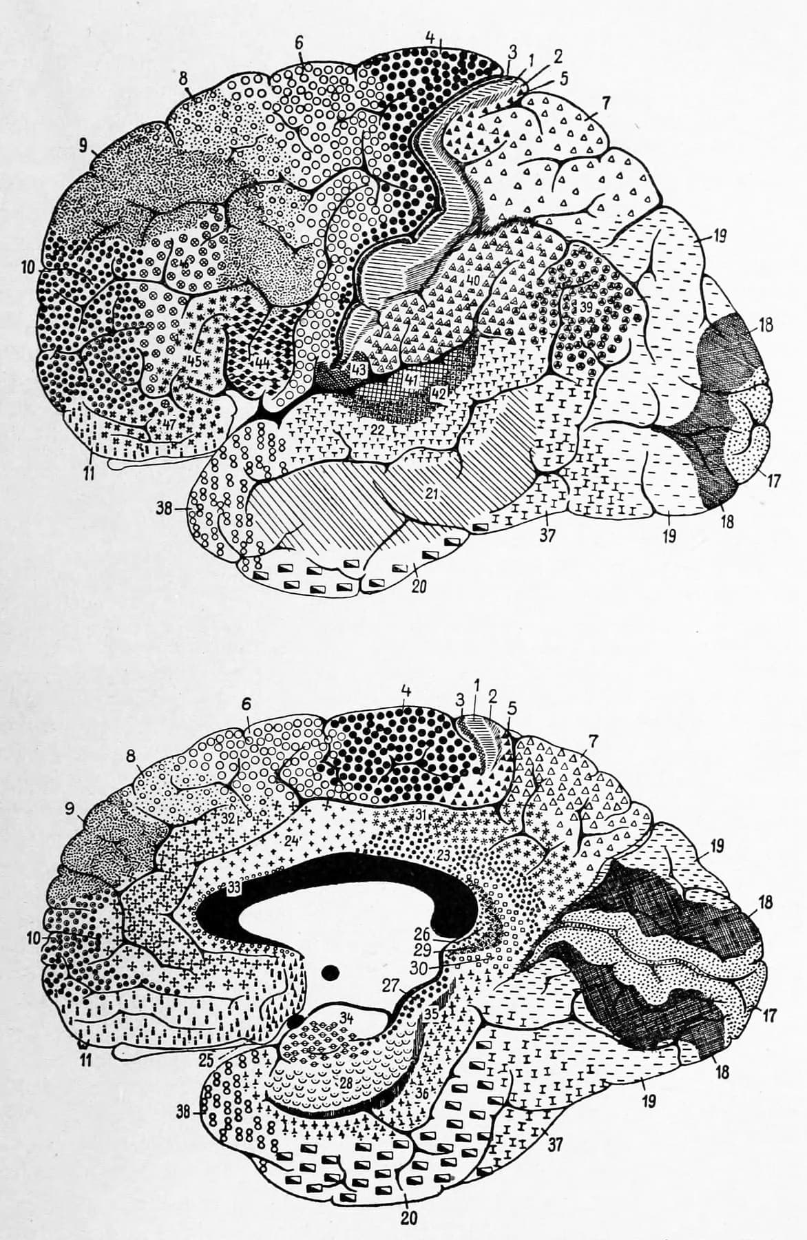The cortical fields of the lateral and medial hemispheric surface of humans