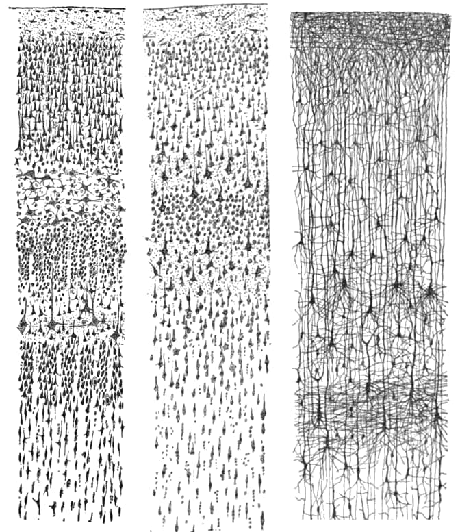 Three drawings of the sensory areas of the human cortex