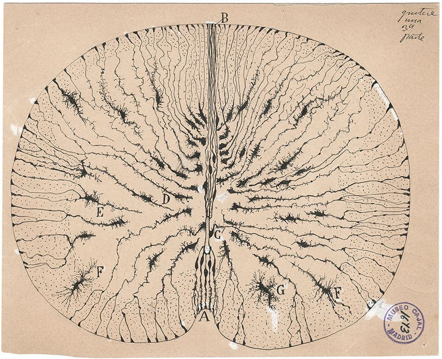 Glial cells of the mouse spinal cord