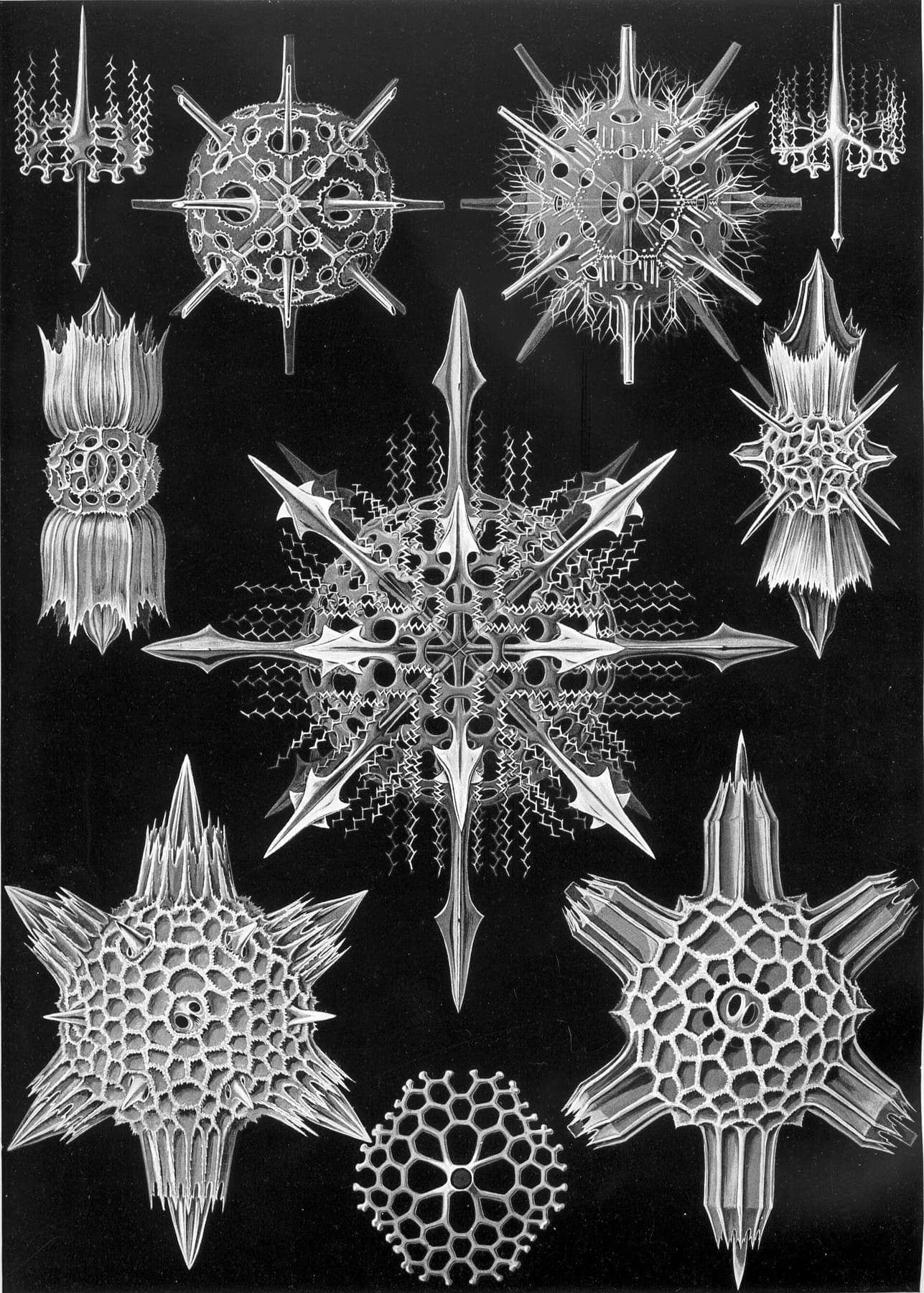 Acanthophracta — Kunstformen der Natur, Plate 41